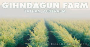 Gihndagun Farm, Tatham Australia